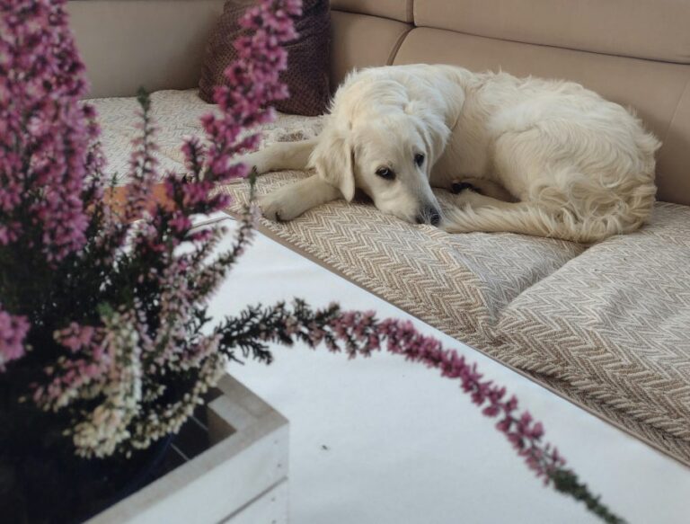 En ljus, golden retriever-liknande hund ligger på en beige soffa med huvudet vilande på framtassarna och blicken riktad framåt med ett sorgset eller fundersamt uttryck. I den suddiga förgrunden syns en blommande ljungväxt.